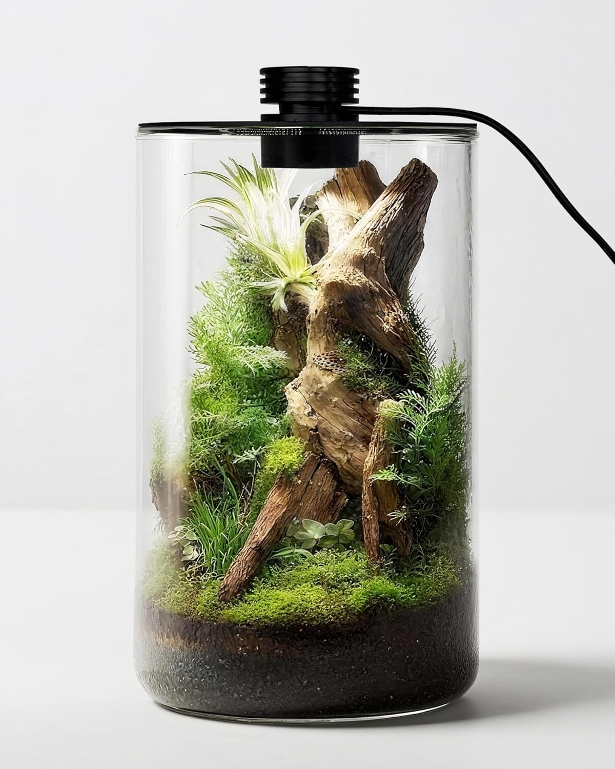 Indoor Glass Terrarium with Gr - đánh giá và giá Office Lighting Decor